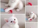 Tesli̇me Hazir Scottish Straight & Fold