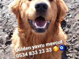 Golden Yavrusu Bursa Köpek Okulu