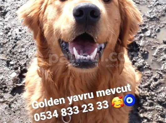 Golden Yavrusu Bursa Köpek Okulu görsel