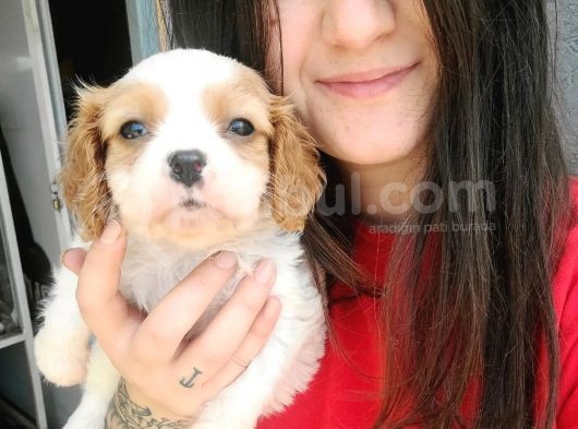 Cavalier King Charles Yavru Bursa Köpek Okulu görsel