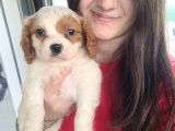 Cavalier King Charles Yavru Bursa Köpek Okulu