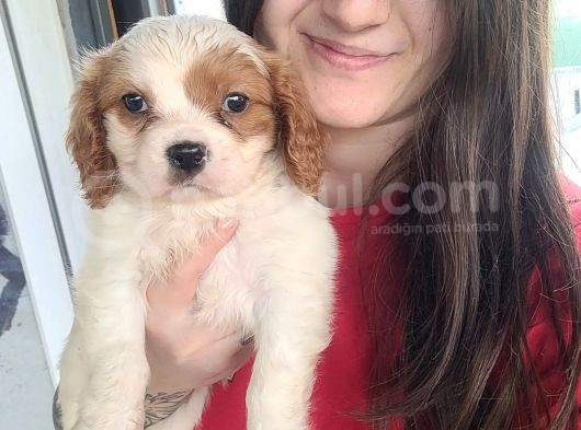 Cavalier King Charles Yavru Bursa Köpek Okulu