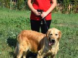Golden Yavrusu Bursa Köpek Okulu