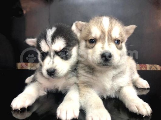 52 Günlük Sibirya Kurdu Husky Yavruları