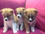 Safkan Akita İnu Bebekler