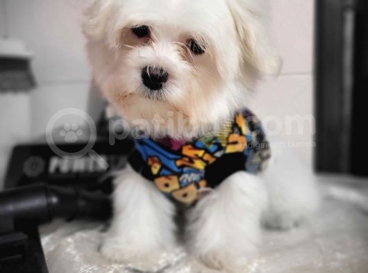 Maltese Yavruları görsel