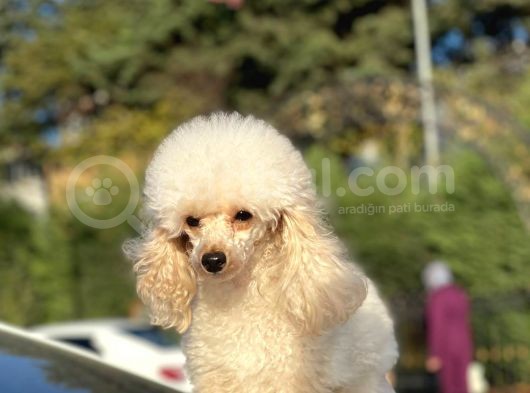 Yeti̇şki̇n Di̇şi̇ Toy Poodle 2.5 Kg görsel
