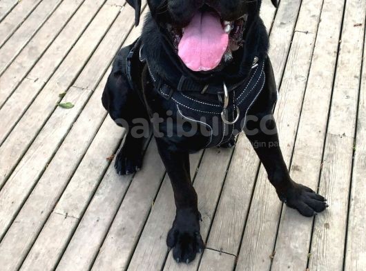 Cane Corso 1 Blue Erkek 1 Black Dişi görsel