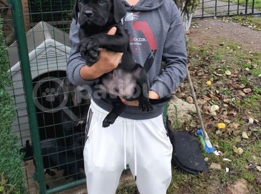 Cane Corso 1 Blue Erkek 1 Black Dişi görsel