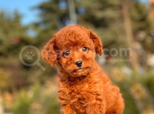 Red Brown Mi̇ni̇ Toy Yavrumuz