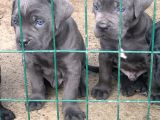 Cane Corso 1 Blue Erkek 1 Black Dişi