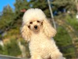 Yeti̇şki̇n Di̇şi̇ Toy Poodle 2.5 Kg