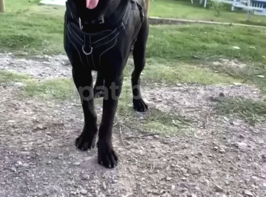 Cane Corso 1 Blue Erkek 1 Black Dişi görsel