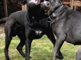 Cane Corso 1 Blue Erkek 1 Black Dişi