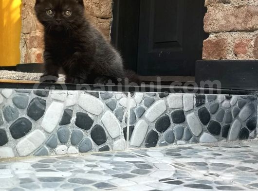 Scottish Fold görsel