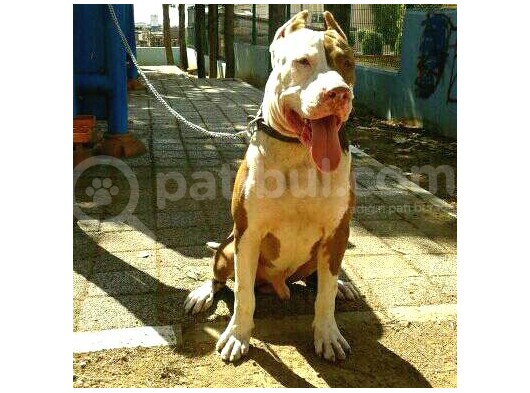 10 Aylık El Chapo