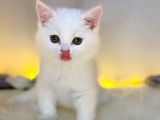 Nadir Bulunan British Shorthair White