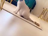 Safkan Scottish Fold Anne Baba Da Mevcut