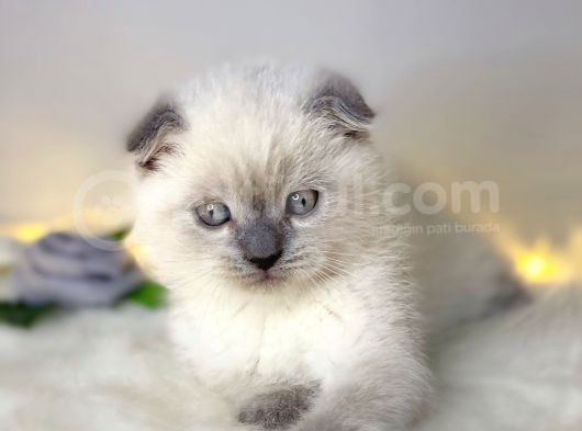 Show Kalite Scottish Fold Blue Point görsel