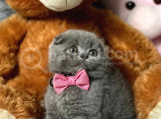Scottish Fold Efsane Kaliteli Yavrular 0 Kulak Bebekler