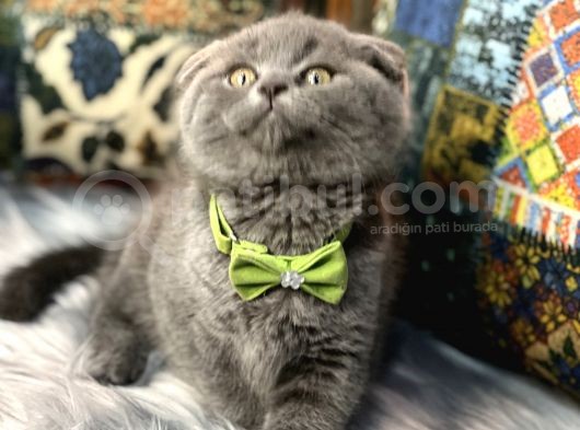 Aaa++++ Kalite Scottish Fold Safkan Yavrular Teslime Hazır görsel