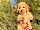 Bebek Surat Toy Poodle Yavrularimiz