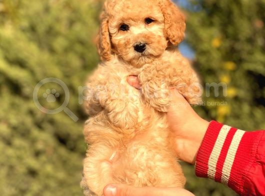 Bebek Surat Toy Poodle Yavrularimiz