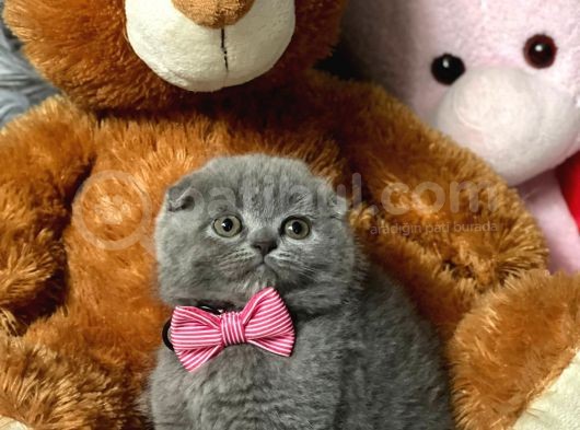 Scottish Fold Efsane Kaliteli Yavrular 0 Kulak Bebekler görsel