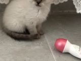 Safkan Scottish Fold Anne Baba Da Mevcut