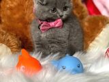 Scottish Fold Efsane Kaliteli Yavrular 0 Kulak Bebekler