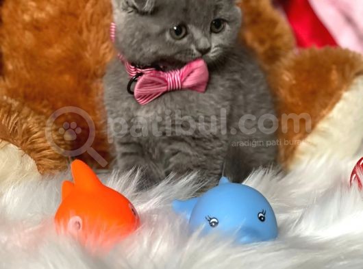 Scottish Fold Efsane Kaliteli Yavrular 0 Kulak Bebekler görsel