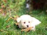 Ufak Boy Maltese Terri̇er