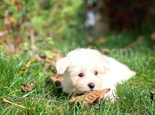 Ufak Boy Maltese Terri̇er görsel