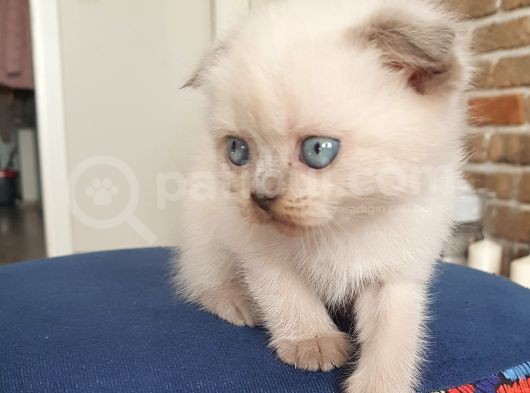 Scottish Fold Dişi Ve Erkek Yavrularımız görsel