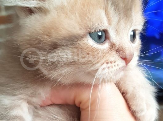 Scottish Fold Dişi Ve Erkek Yavrularımız görsel