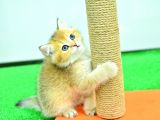 Şampi̇yonluk Güzelli̇ği̇nde Ny12 Golden Bri̇ti̇sh Shorthai̇r