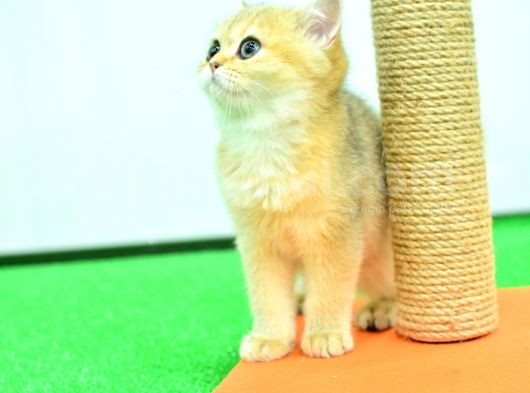 Saf Golden Rengi̇nde Ny11 Bri̇ti̇sh Shorthai̇r Yavrumuz görsel