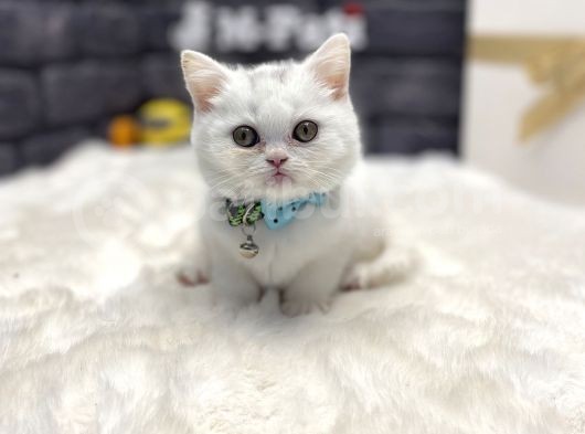Teddy Bear Baby Face Bri̇ti̇sh Shorthai̇r görsel