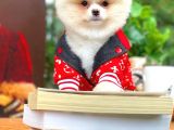 Gülen Surat Pomeranian Boo Oğlumuz Mike