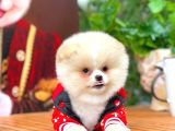 Gülen Surat Pomeranian Boo Oğlumuz Mike