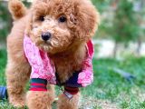 Red Toy Poodle Yavrularımız