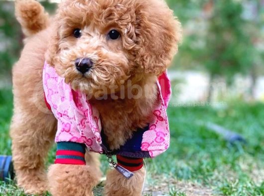 Red Toy Poodle Yavrularımız görsel