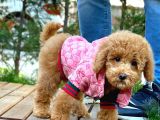 Red Toy Poodle Yavrularımız