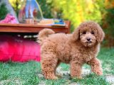Red Toy Poodle Yavrularımız