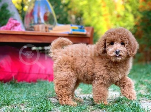 Red Toy Poodle Yavrularımız görsel