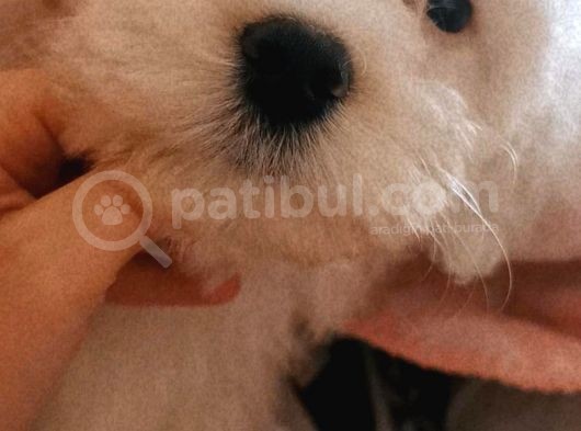 Maltese Terier Erkek Bebeğim görsel