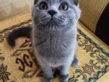 Scotish Straight Blue Dişi 3,5 Aylık