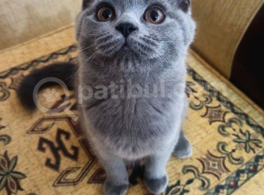 Scotish Straight Blue Dişi 3,5 Aylık görsel