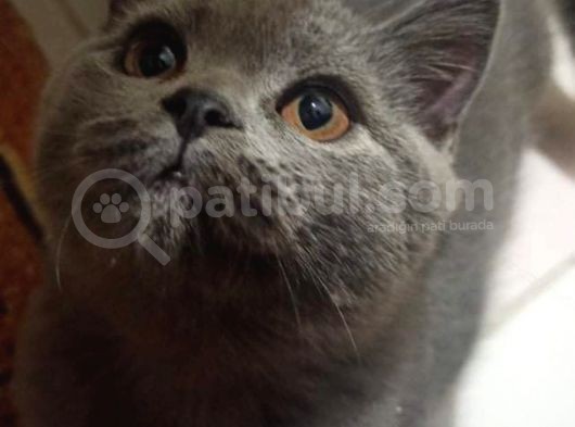 Scotish Straight Blue Dişi 3,5 Aylık görsel