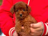 Bebek Surat Toy Poodle Yavrular